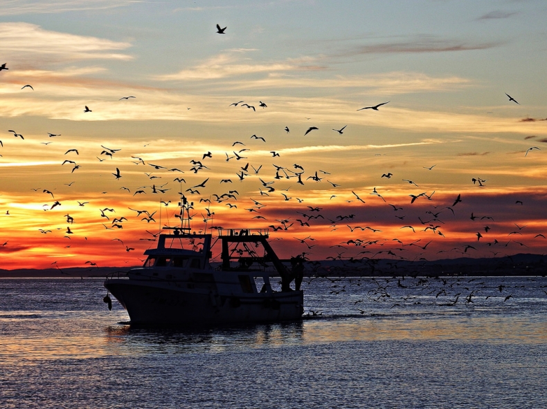 закат на море птицы