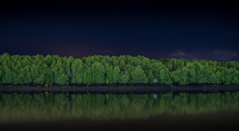 Лес в Краби