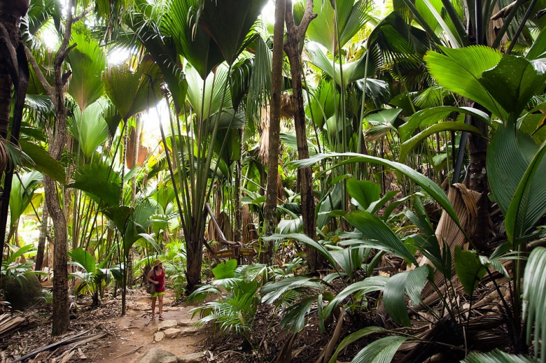 Valee De Mai