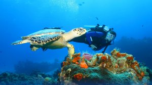 Полное погружение: лучшие места для дайвинга