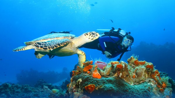 Полное погружение: лучшие места для дайвинга