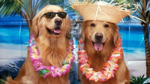 Тест: куда вы отправитесь в 2018-м