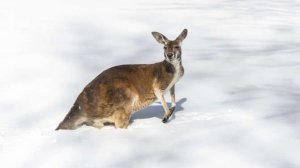В Австралии впервые за 35 лет выпал снег