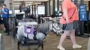 В США пассажирка самолета взяла с собой на борт пони