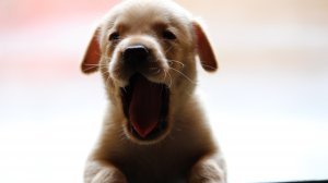 МАУ изменила условия перевозки животных на борту