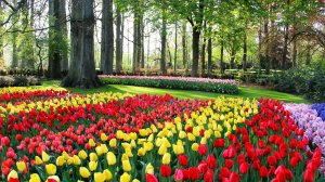 На цветение тюльпанов в Кекенхофе можно посмотреть онлайн
