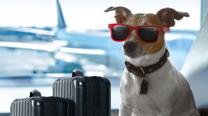 10 полезных советов для тех, кто путешествует с собакой