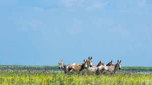 «Аскания-Нова»: как добраться и почему там точно стоит побывать