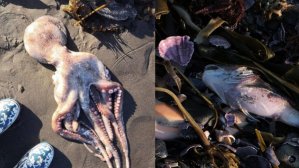 Экологическая катастрофа на Камчатке: что произошло на самом деле?