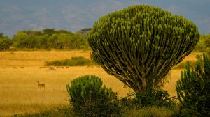 +2 страны открыли границы для туристов