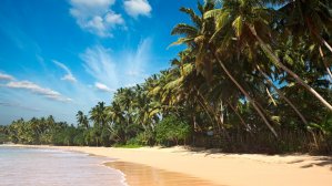 Шри-Ланка открывает границы для туристов: какие правила будут действовать