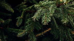 С Новым годом: семья нашла в новогодней елке коалу