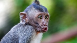 На Бали обезьяны шантажируют туристов 