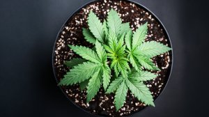 Власти Амстердама хотят запретить продажу каннабиса туристам 