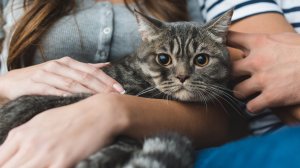 Кусь воздушный: в Судане кот напал на пилота во время полета 