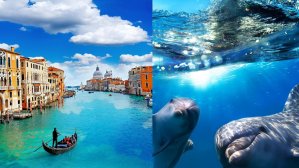 В Венецию приплыли дельфины