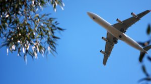 Bees Airline получил права на полеты в Европу