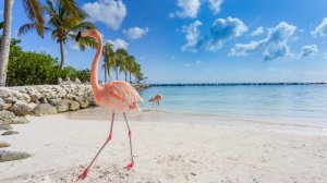 Гайд по Арубе: чем заняться на острове розовых фламинго