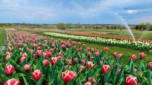 5 мест Украины, где весна особенно прекрасна