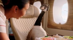 Гусь стал новым амбассадором авиакомпании Emirates