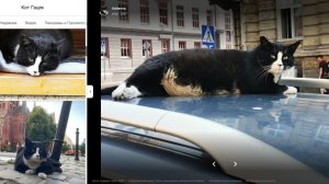 Уличный кот Гацек из Щецина стал достопримечательностью