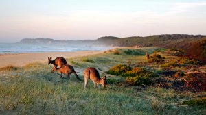 В Австралии введут налог для путешественников