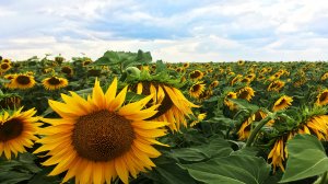 Летом уже можно будет пересекать границу автобусами и легковушками без ожидания