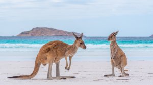 Пляж Лаки Бэй в Австралии признали самым красивым в мире