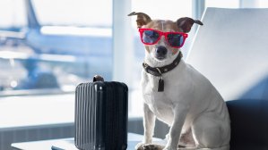 Путешествие с животными в самолете: что стоит знать