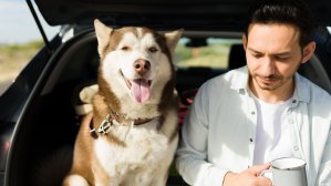 Молдова усложнила условия въезда для украинцев с животными