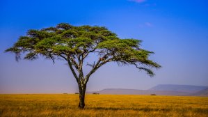 Лучшие сафари-парки Африки: куда, зачем и сколько?