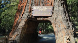 Национальный парк «Редвуд», или Путешествие в страну великанов