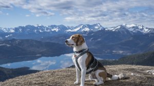 Евросоюз изменил правила въезда с домашними животными