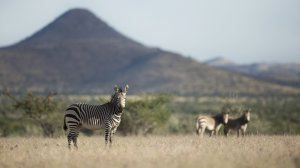 Лучшие сафари-парки Африки: куда, зачем и сколько?