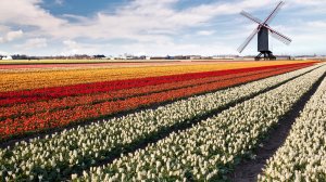 Нидерланды: ТОП-20 достопримечательностей страны тюльпановых рощ