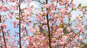 В Киеве расцветают первые магнолии и сакуры