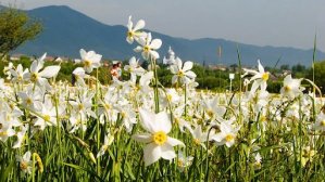 За весенним настроением: ТОП-8 мест в Карпатах, которые особенно красиво выглядят весной