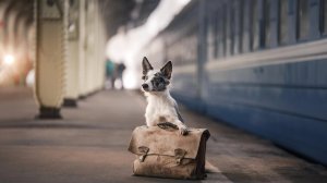 Обновлены правила перевозки животных в поездах Укрзализныци