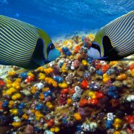 Соломоновы острова