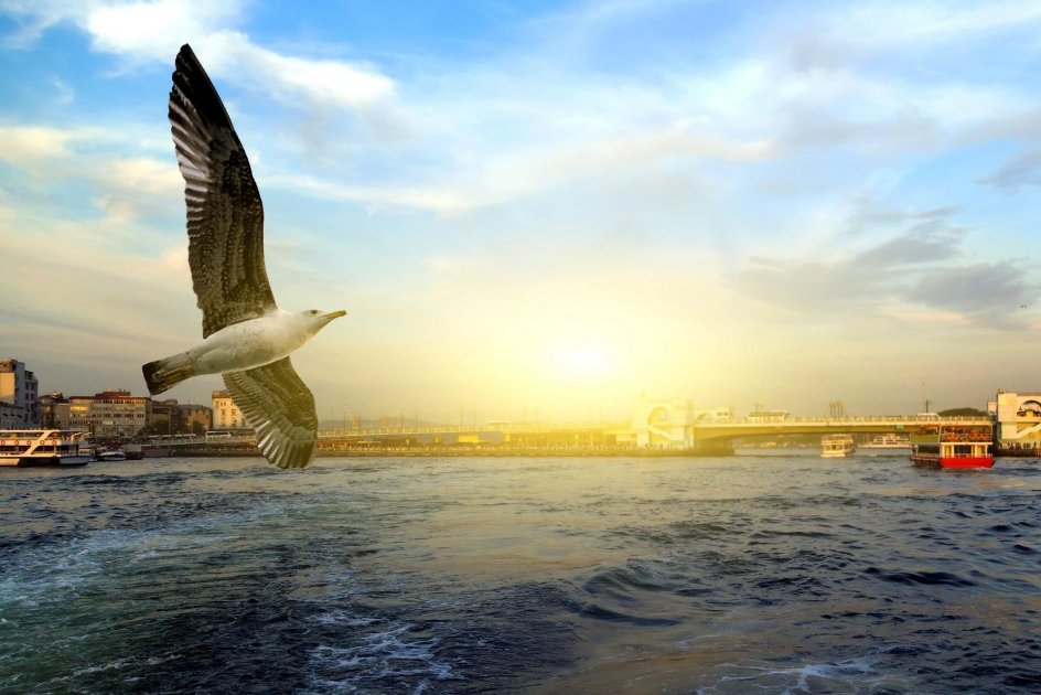 Istanbul in Spring — Sunrise Over the Bosphorus with Seagulls