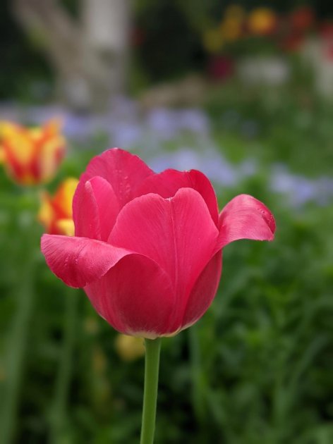 Blooming tulips at the Istanbul Tulip Festival