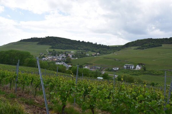 The vineyards of the Moselle Valley in autumn in Luxembourg