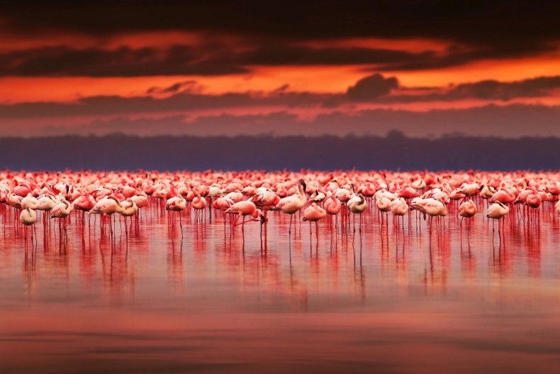 Pink flamingos at Korgalzhyn Nature Reserve Kazakhstan
