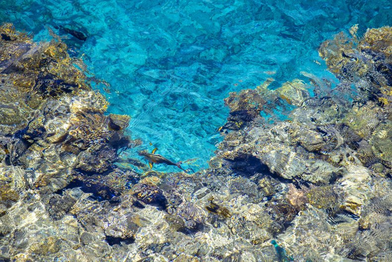 Arrecife de coral del Mar Rojo con peces