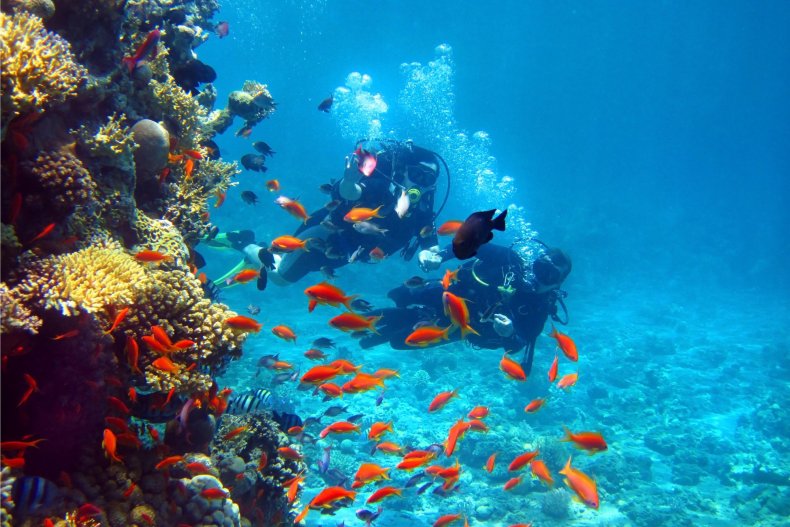 Dos buceadores entre los peces bajo el agua